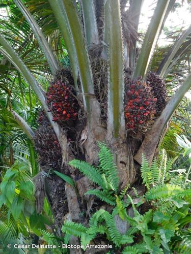 <i>Elaeis oleifera</i> (Kunth) Cortés, 1897 © César Delnatte - Biotope Amazonie