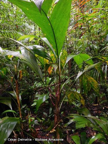 <i>Geonoma baculifera</i> (Poit.) Kunth, 1841 © César Delnatte - Biotope Amazonie