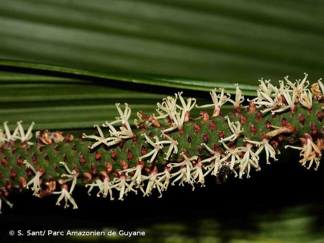 <i>Geonoma oldemanii</i> Granv., 1975 © S. Sant/ Parc Amazonien de Guyane