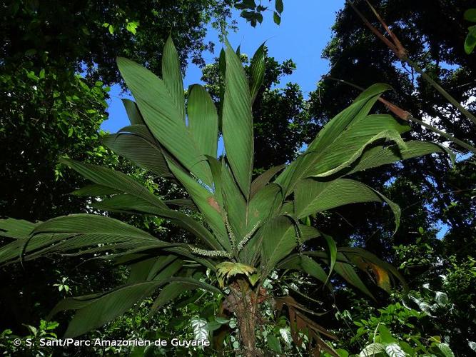 <i>Geonoma umbraculiformis</i> Wess.Boer, 1965 © S. Sant/Parc Amazonien de Guyane