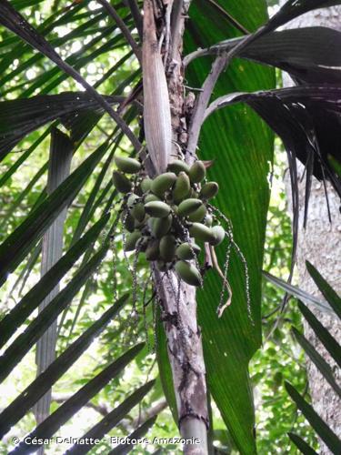 <i>Syagrus inajai</i> (Spruce) Becc., 1916 © César Delnatte - Biotope Amazonie