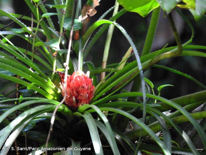 <i>Aechmea longifolia</i> (Rudge) L.B.Sm. & M.A.Spencer, 1992 © S. Sant/Parc Amazonien de Guyane