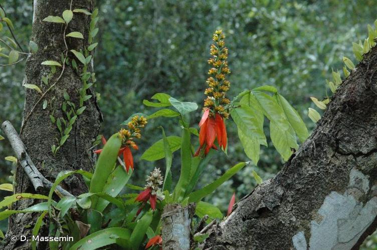 <i>Aechmea mertensii</i> (G.Mey.) Schult. & Schult.f., 1830 © D. Massemin