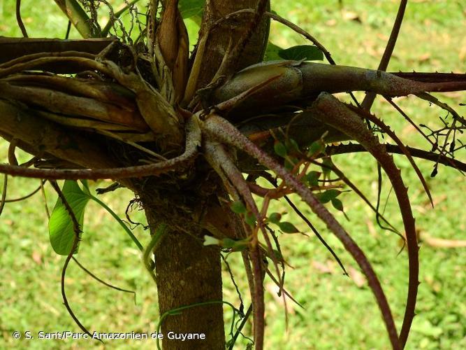 <i>Araeococcus flagellifolius</i> Harms, 1929 © S. Sant/Parc Amazonien de Guyane