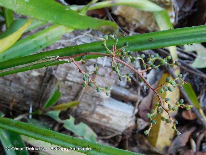 <i>Araeococcus micranthus</i> Brongn., 1841 © César Delnatte - Biotope Amazonie