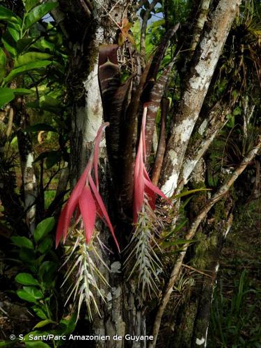 <i>Billbergia violacea</i> Beer, 1856 © S. Sant/Parc Amazonien de Guyane