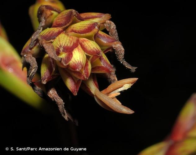 <i>Guzmania altsonii</i> L.B.Sm., 1930 © S. Sant/Parc Amazonien de Guyane