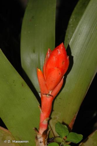 <i>Guzmania melinonis</i> Regel, 1885 © D. Massemin