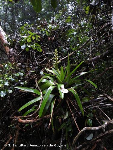 <i>Mezobromelia pleiosticha</i> (Griseb.) Utley & H.Luther, 1991 © S. Sant/Parc Amazonien de Guyane