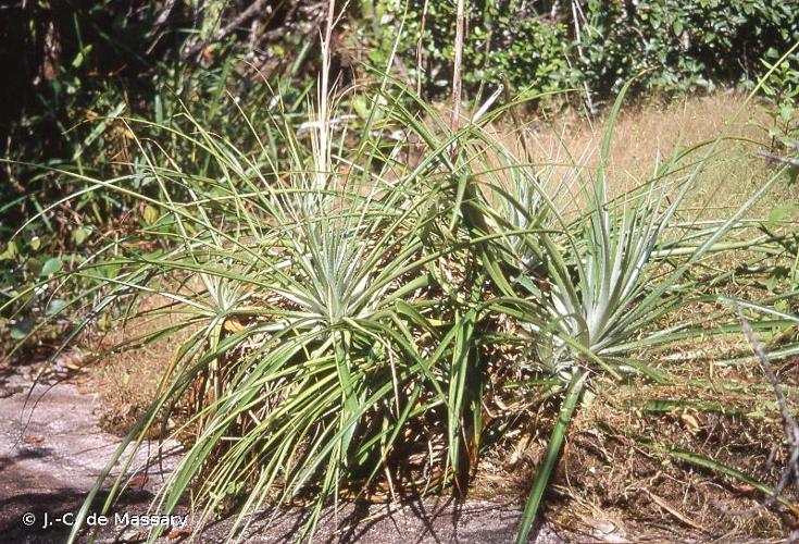 <i>Pitcairnia geyskesii</i> L.B.Sm., 1956 © J.-C. de Massary