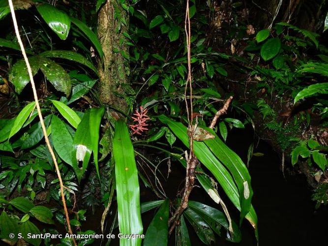 <i>Pitcairnia rubiginosa</i> Baker, 1889 © S. Sant/Parc Amazonien de Guyane