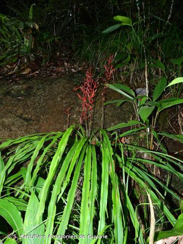 <i>Pitcairnia sastrei</i> L.B.Sm. & Read, 1975 © S. Sant/Parc Amazonien de Guyane