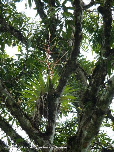 <i>Tillandsia adpressiflora</i> Mez, 1896 © S. Sant/Parc Amazonien de Guyane