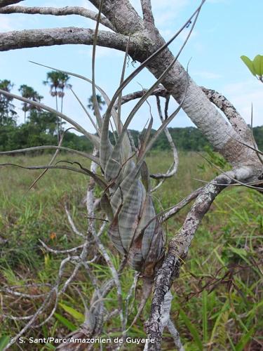 <i>Tillandsia flexuosa</i> Sw., 1788 © S. Sant/Parc Amazonien de Guyane