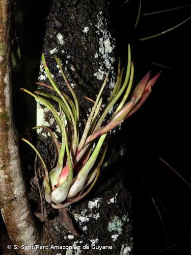 <i>Tillandsia paraensis</i> Mez, 1894 © S. Sant/Parc Amazonien de Guyane