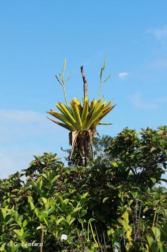 <i>Werauhia gigantea</i> (Mart. ex Schult.f.) J.R.Grant, 1995 © G. Léotard