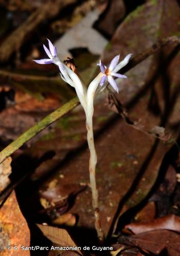 <i>Campylosiphon purpurascens</i> Benth., 1882 © S. Sant/Parc Amazonien de Guyane