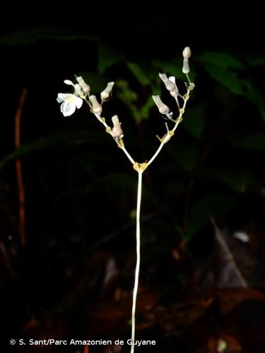 <i>Gymnosiphon breviflorus</i> Gleason, 1929 © S. Sant/Parc Amazonien de Guyane