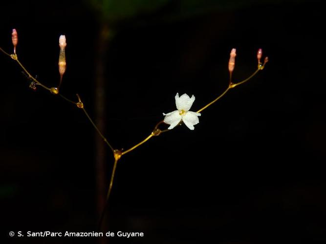 <i>Gymnosiphon divaricatus</i> (Benth.) Benth. & Hook.f., 1883 © S. Sant/Parc Amazonien de Guyane