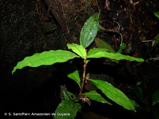 <i>Buforrestia candolleana</i> C.B.Clarke, 1881 © S. Sant/Parc Amazonien de Guyane