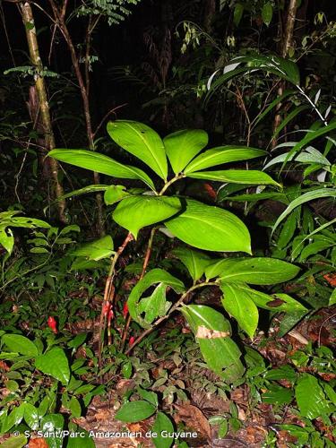 <i>Costus erythrothyrsus</i> Loes., 1929 © S. Sant/Parc Amazonien de Guyane