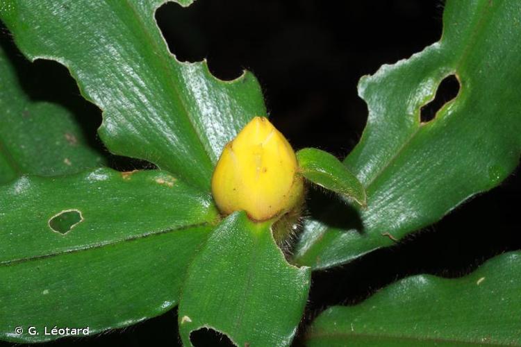 <i>Costus lasius</i> Loes., 1929 © G. Léotard