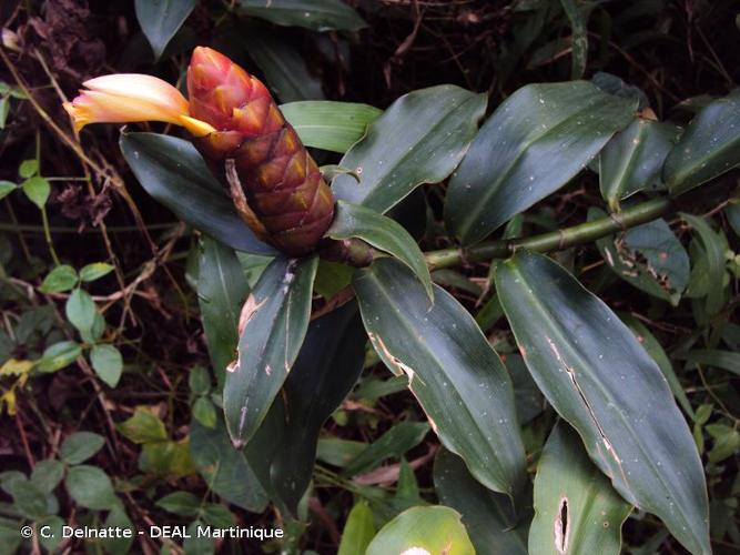 <i>Costus scaber</i> Ruiz & Pav., 1798 © C. Delnatte - DEAL Martinique