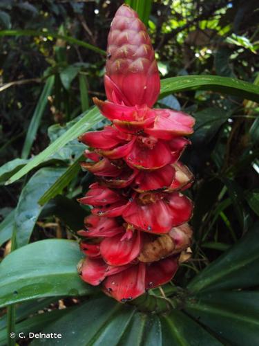 <i>Costus spiralis</i> (Jacq.) Roscoe, 1807 © C. Delnatte