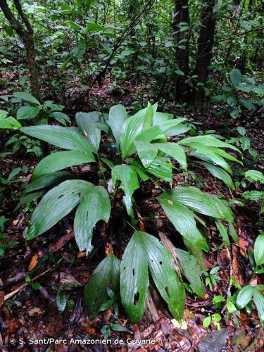 <i>Asplundia brachyphylla</i> Harling, 1958 © S. Sant/Parc Amazonien de Guyane