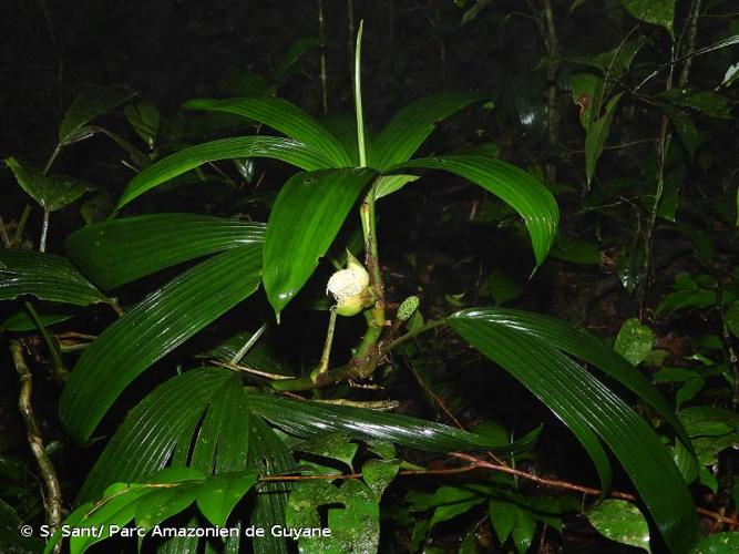 <i>Asplundia heteranthera</i> Harling, 1958 © S. Sant/ Parc Amazonien de Guyane