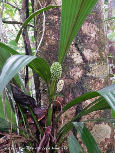 <i>Thoracocarpus bissectus</i> (Vell.) Harling, 1958 © César Delnatte - Biotope Amazonie