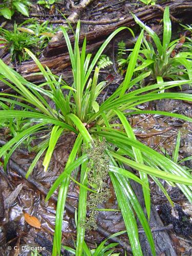 <i>Becquerelia cymosa</i> Brongn., 1833 © C. Delnatte