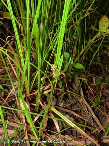 <i>Diplacrum guianense</i> (Nees) T.Koyama, 1967 © S. Sant/ Parc Amazonien de Guyane