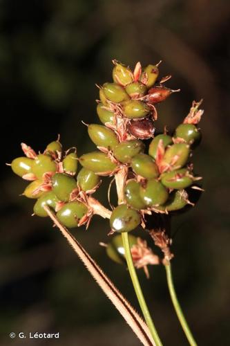 <i>Diplasia karatifolia</i> Rich., 1805 © G. Léotard