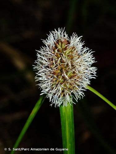 <i>Rhynchospora cephalotes</i> (L.) Vahl, 1805 © S. Sant/Parc Amazonien de Guyane