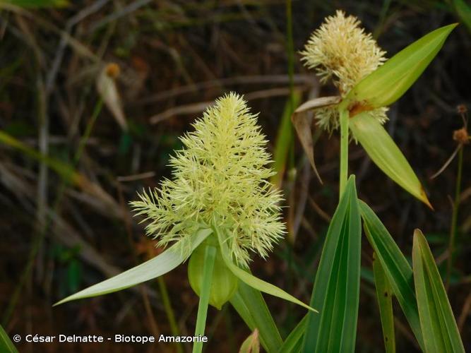 <i>Scleria cyperina</i> Willd. ex Kunth, 1837 © César Delnatte - Biotope Amazonie