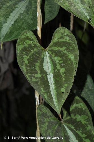 <i>Dioscorea dodecaneura</i> Vell., 1831 © S. Sant/ Parc Amazonien de Guyane