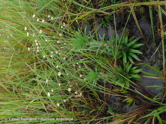 <i>Syngonanthus caulescens</i> (Poir.) Ruhland, 1903 © César Delnatte - Biotope Amazonie