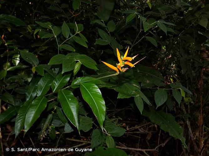 <i>Heliconia hirsuta</i> L.f., 1782 © S. Sant/Parc Amazonien de Guyane