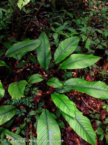 <i>Heliconia lourteigiae</i> Emygdio & E.Santos, 1977 © S. Sant/Parc Amazonien de Guyane