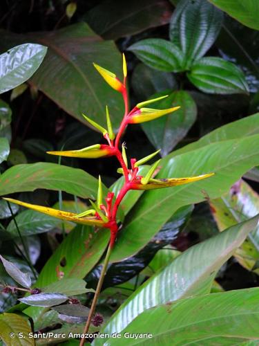 <i>Heliconia richardiana</i> Miq., 1844 © S. Sant/Parc Amazonien de Guyane