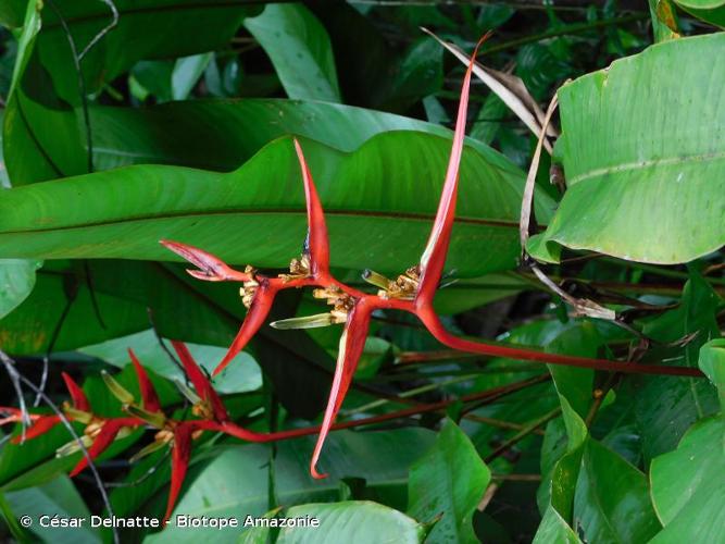 <i>Heliconia spathocircinata</i> Aristeg., 1961 © César Delnatte - Biotope Amazonie