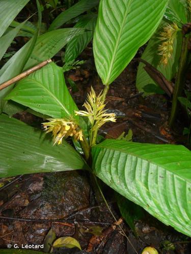 <i>Hylaeanthe hexantha</i> (Poepp. & Endl.) A.M.E.Jonker & Jonker, 1955 © G. Léotard