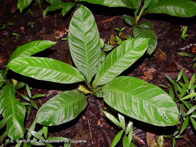 <i>Hylaeanthe unilateralis</i> (Poepp. & Endl.) A.M.E.Jonker & Jonker, 1955 © S. Sant/Parc Amazonien de Guyane