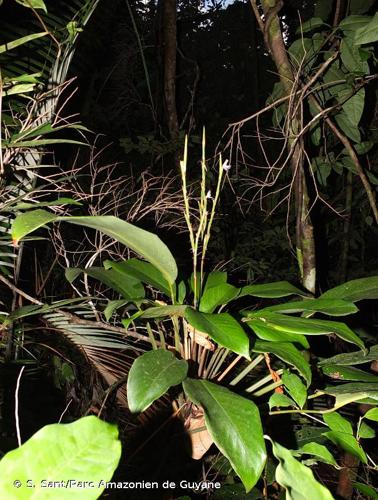 <i>Ischnosiphon petiolatus</i> (Rudge) L.Andersson, 1977 © S. Sant/Parc Amazonien de Guyane