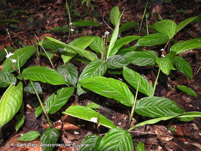 <i>Maranta friedrichsthaliana</i> Körn., 1862 © S. Sant/Parc Amazonien de Guyane