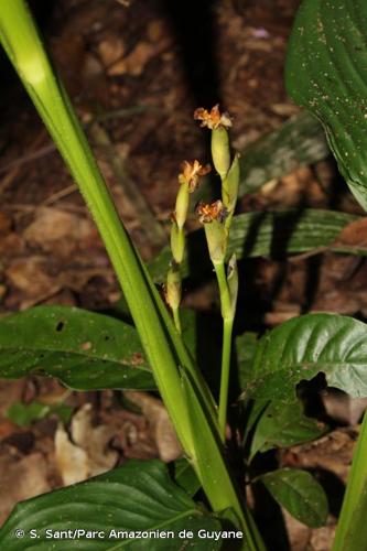 <i>Maranta humilis</i> Aubl., 1775 © S. Sant/Parc Amazonien de Guyane