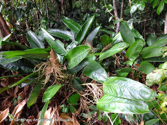 <i>Monotagma plurispicatum</i> (Körn.) K.Schum., 1902 © S. Sant/Parc Amazonien de Guyane