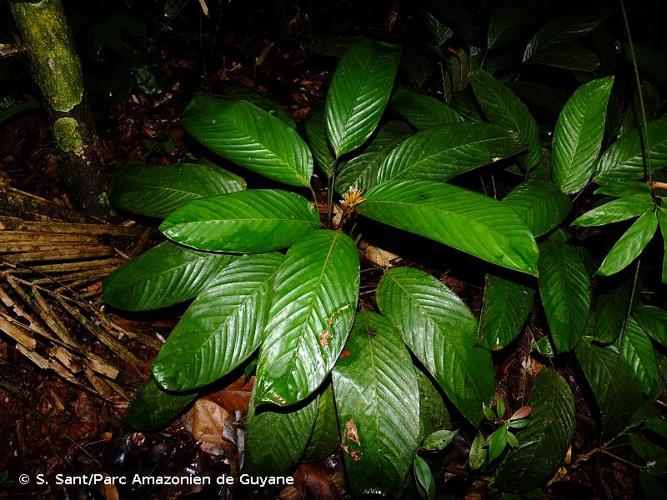 <i>Monotagma spicatum</i> (Aubl.) J.F.Macbr., 1931 © S. Sant/Parc Amazonien de Guyane