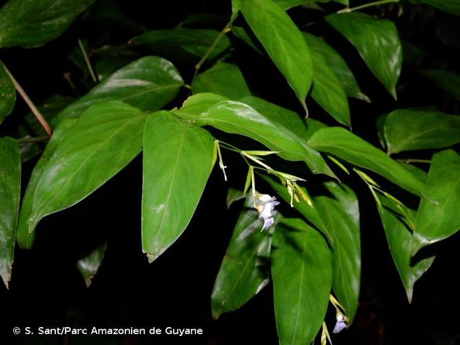 <i>Stromanthe tonckat</i> (Aubl.) Eichler, 1884 © S. Sant/Parc Amazonien de Guyane